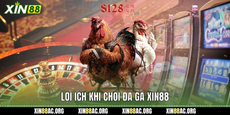 Lợi ích khi chơi đá gà xin88